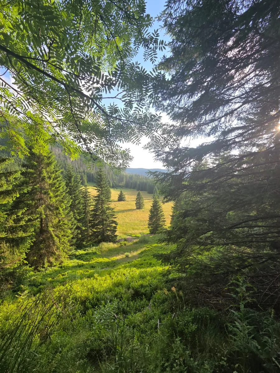 Sunlit meadow framed by forest trees